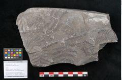 Foto (Objekt + Etikett) von Senftenbergia crenata Lindl. et H. (NHMW-GEO-2024-0188-10947)